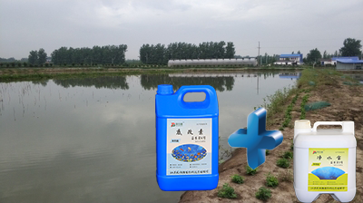 调水改水降氨氮,贝仕德效果看得见
