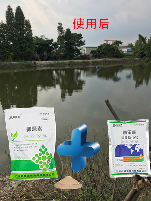 蓝藻爆发危害大,贝仕德帮您来控藻