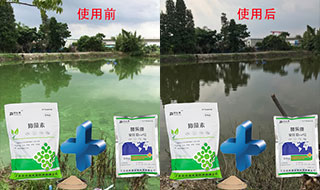 调水改水降氨氮，贝仕德效果看得见 